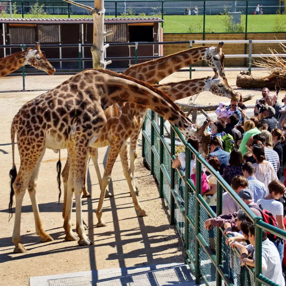 Giraffe