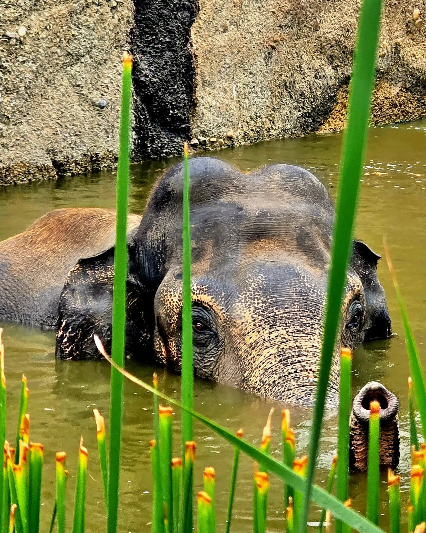 Découvrir les éléphants de près
