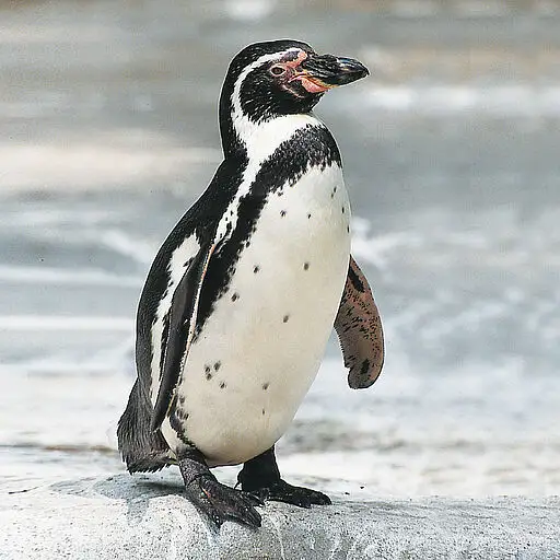 humboldt pinguine