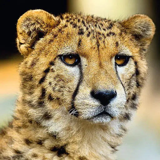 guépard