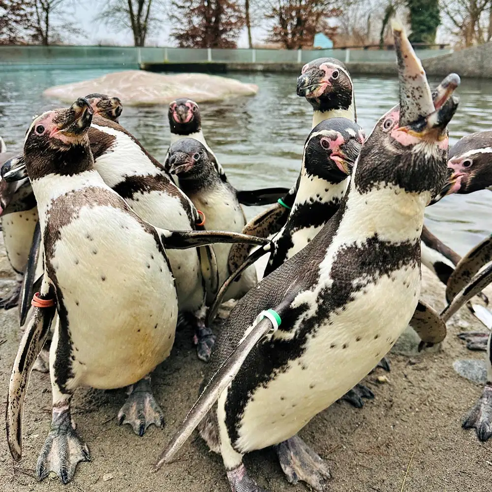 humboldt pinguine