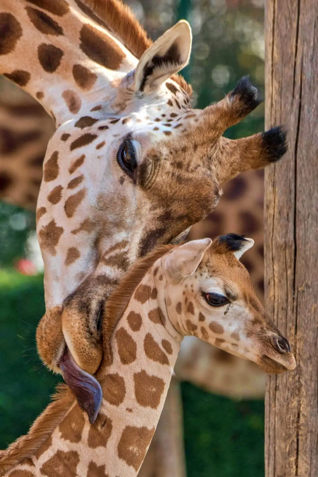 Spécial girafes