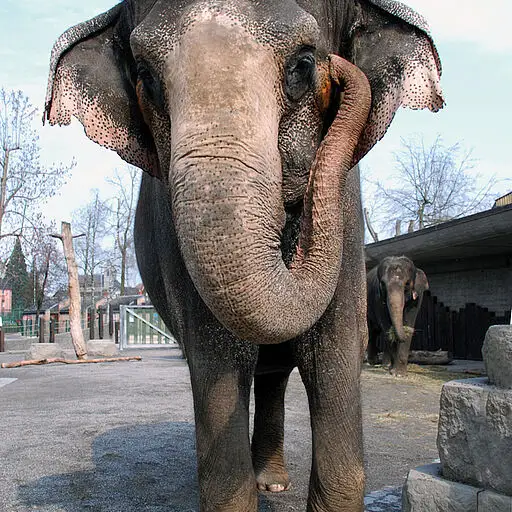 Elefant
