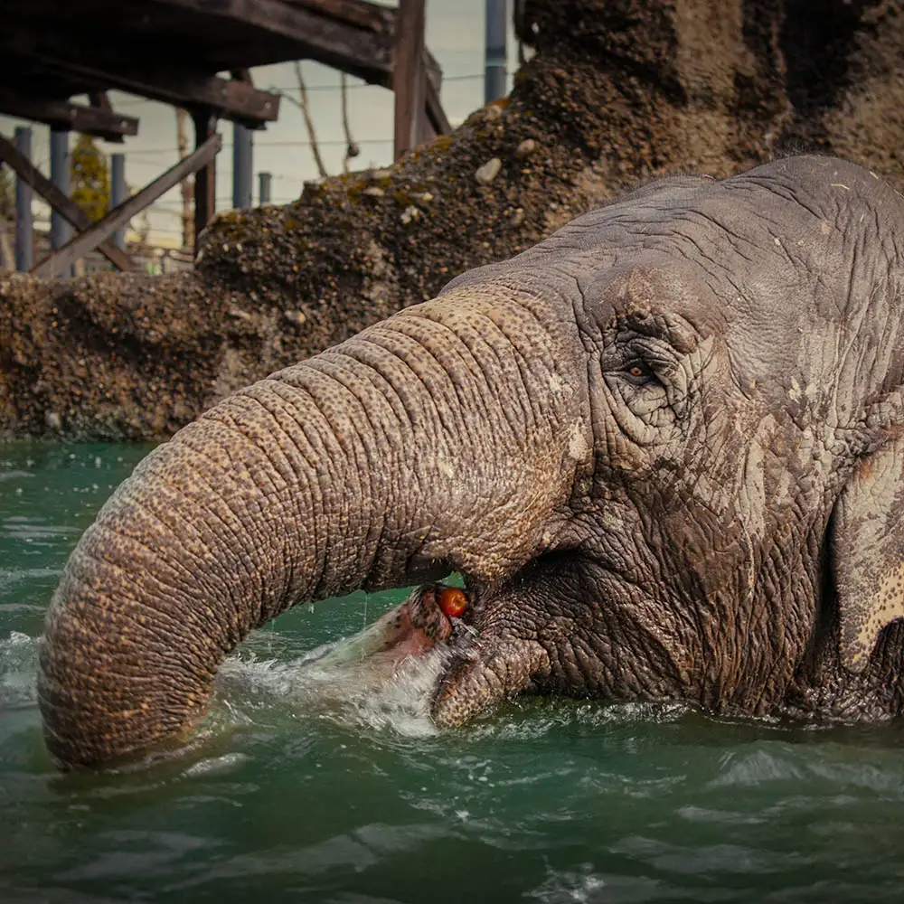 Elefant