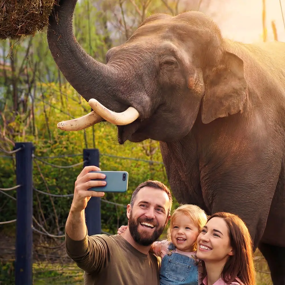 Elefant